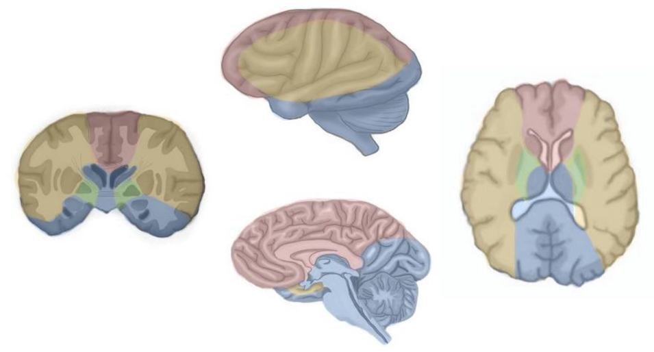 椎骨脳底動脈の循環不全